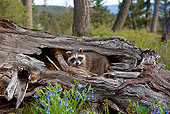 WLD 01 KH0001 01
Juvenile Raccoon Inside Hollow Log