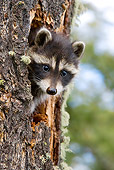 WLD 01 KH0002 01
Juvenile Raccoon Peeking Out Of Tree Trunk