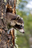 WLD 01 KH0003 01
Juvenile Raccoon Peeking Out Of Tree Trunk