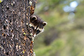 WLD 01 KH0004 01
Juvenile Raccoon Peeking Out Of Tree Trunk