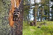 WLD 01 KH0005 01
Juvenile Raccoon Peeking Out Of Tree Trunk