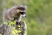 WLD 01 KH0006 01
Juvenile Raccoon Standing On Tree Stump