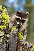 WLD 01 KH0007 01
Juvenile Raccoon Climbing On Tree Stump