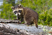 WLD 01 KH0008 01
Juvenile Raccoon Standing On Log