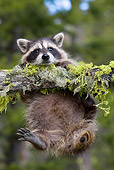 WLD 01 KH0009 01
Juvenile Raccoon Hanging From Branch