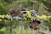 WLD 01 KH0010 01
Juvenile Raccoons Standing On And Hanging From Branch