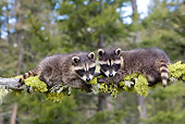 WLD 01 KH0011 01
Juvenile Raccoons Climbing On Branch