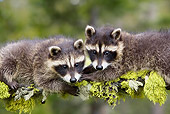 WLD 01 KH0012 01
Juvenile Raccoons Climbing On Branch