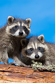 WLD 01 KH0013 01
Close-Up Of Two Juvenile Raccoons On Log