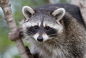 WLD 01 LS0001 01
Close-Up Of Raccoon Sitting In Tree