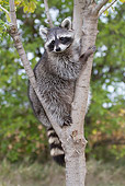 WLD 01 LS0002 01
Portrait Of Raccoon Sitting In Tree