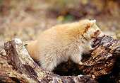 WLD 01 RK0001 02
Orange Raccoon Playing Around On Tree Trunk Fall Setting Utah