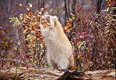 WLD 01 RK0011 04
Orange Raccoon Standing On Log