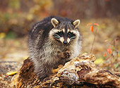 WLD 01 RK0023 17
Raccoon Sitting On Log