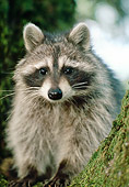 WLD 01 RK0037 06
Raccoon.