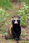 WLD 01 WF0001 01
Portrait Of Raccoon Dog Sitting On Forest Floor