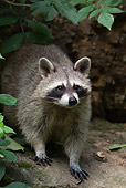 WLD 01 WF0002 01
Close-Up Of Raccoon Standing On Rock In Forest