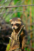 WLD 01 DB0001 01
Raccoon Cub On Tree Stump Montana