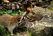 WLD 01 DB0002 01
Raccoon Adult With Kit In Forest