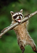 WLD 01 GR0001 01
Humorous Juvenile Raccoon Hanging Off Branch By Front Paws