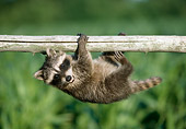 WLD 01 GR0002 01
Juvenile Raccoon Hanging On Branch
