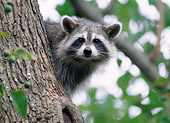 WLD 01 GR0003 01
Juvenile Raccoon Peeking Around Tree Trunk