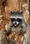 WLD 01 GR0004 01
Baby Raccoon Peeking Sitting In Hollow Tree Trunk Sticking Out Tongue