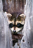 WLD 01 NE0001 01
Raccoon Kit Peeking From Hollow Tree Stump