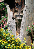 WLD 01 NE0002 01
Raccoon Peeking Out Of Hollow Tree Stump With Wildflowers