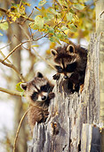 WLD 01 NE0003 01
Two Raccoons Peeking Out Of Hollow Tree Stump
