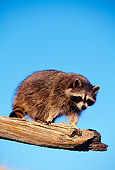 WLD 01 RF0001 01
Raccoon Kit Climbing On Tree Branch Blue Sky