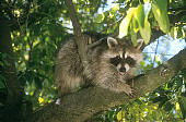 WLD 01 RK0028 02
Raccoon.