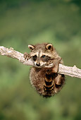 WLD 01 TK0001 01
Raccoon Kit Hanging From Tree Branch