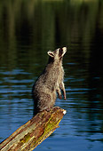 WLD 01 TK0002 01
Raccoon Standing On Log Over Lake