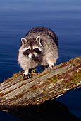 WLD 01 TK0003 01
Raccoon Standing On Log Over Lake