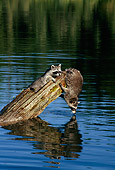 WLD 01 TK0004 01
Two Raccoons Playing On Log Over Lake