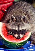 WLD 01 TK0005 01
Raccoon Eating Watermelon