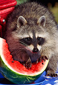 WLD 01 TK0005 02
Raccoon Eating Watermelon