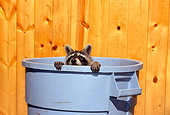 WLD 01 TK0006 01
Raccoon Peeking Out Of Blue Garbage Can