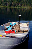 WLD 01 TK0007 01
Raccoon Having Lunch On Boat