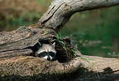 WLD 01 TL0001 01
Head Shot Of Raccoon In Hollow Log