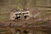 WLD 01 TL0002 01
Two Raccoons Sitting On Log
