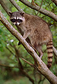 WLD 01 TL0003 01
Raccoon Sitting In Tree