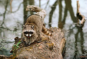 WLD 01 TL0004 01
Raccoon Facing Camera Standing On Log Fallen In River