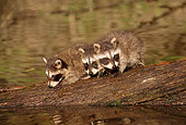 WLD 01 TL0005 01
Three Raccoon Kits Standing On Log Fallen In River