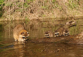 WLD 01 TL0006 01
Three Raccoon Kits And Mother Standing On Log Fallen In River