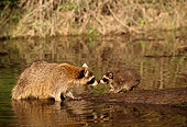 WLD 01 TL0007 01
Profile Of Raccoon Kit And Mother Standing Nose To Nose On Log Fallen In River