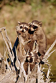 WLD 01 TL0008 01
Portrait Of Two Raccoon Kits Standing On Tree Stump At River