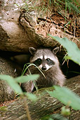 WLD 01 TL0009 01
Raccoon Facing Camera Peering From Behind Log In Woods