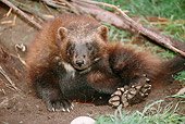 WLD 02 BA0001 01
Close-Up Of Wolverine Sitting On Forest Floor